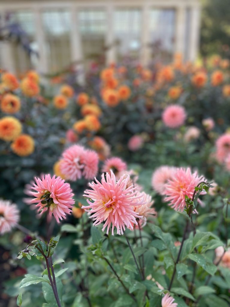 kew gardens